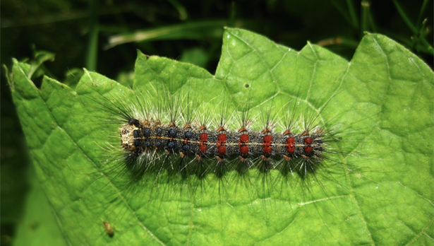 Return of the Gypsy Moth to Northumberland Forest
